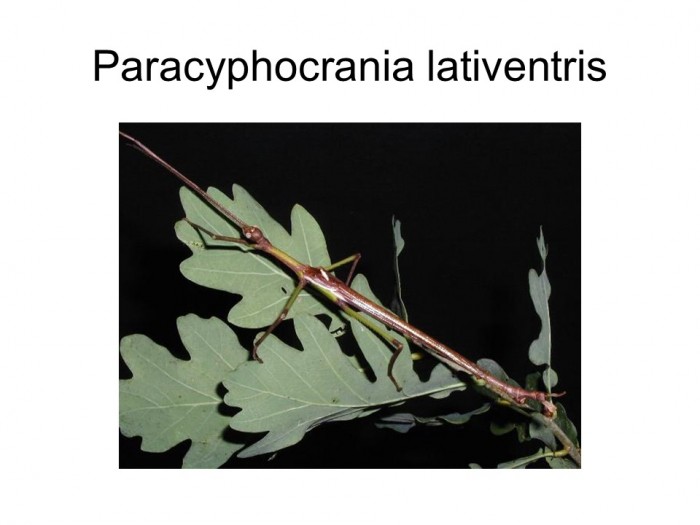 Paracyphocrania lativentris